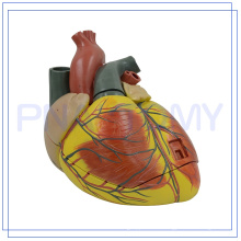 PNT-0410 Enlarged 3 parts human heart model